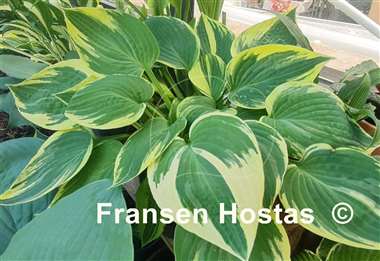 Hosta Kabuki