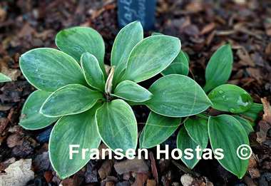Hosta Kafka's Mouse