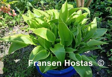 Hosta Kalamazoo