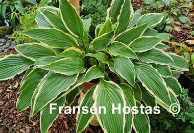 Hosta Kalamazoo