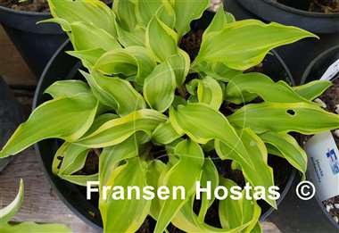 Hosta Kanzi