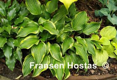 Hosta Kanzi