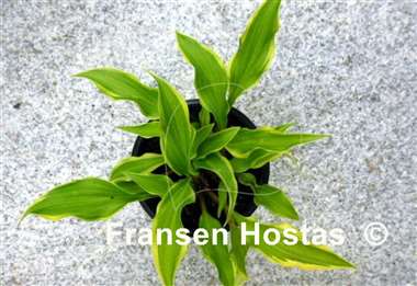 Hosta Kanzi