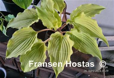 Hosta Karma Chameleon 
