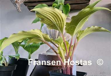 Hosta Karma Chameleon 