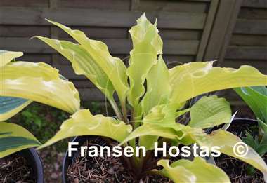 Hosta Karma Chameleon
