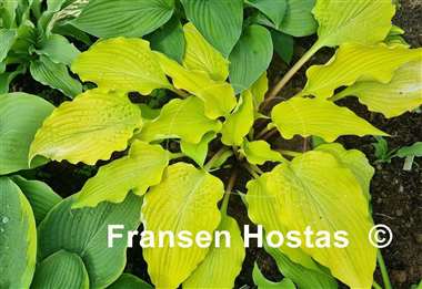 Hosta Karma Chameleon