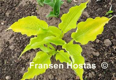 Hosta Karma Chameleon