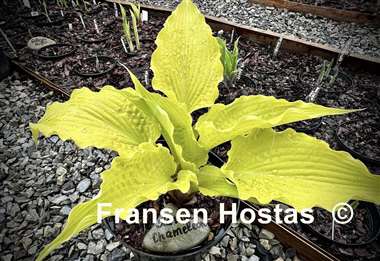 Hosta Karma Chameleon