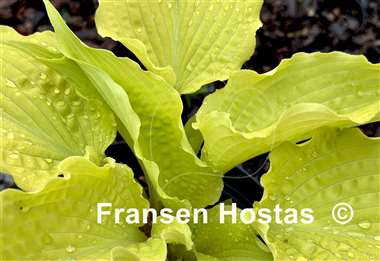 Hosta Karma Chameleon