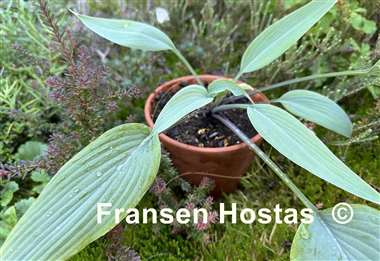 Hosta Katana