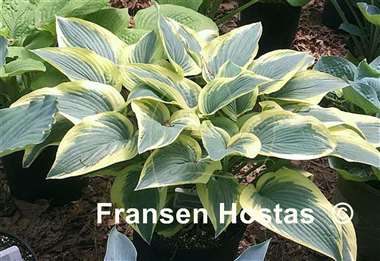 Hosta Kathy My Love