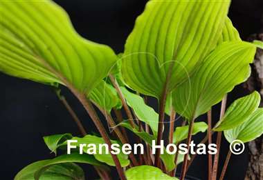 Hosta Katsuragawa Beni