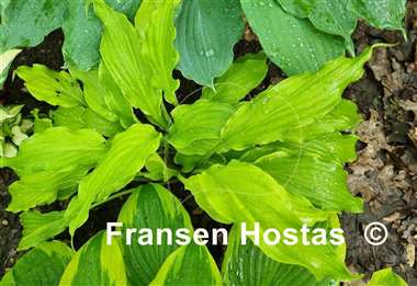Hosta Kempen Banana Peel