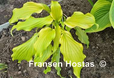Hosta Kempen Banana Peel