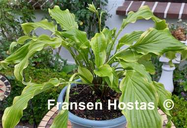 Hosta Kempen Banana Peel