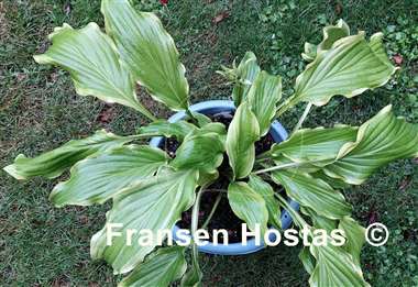 Hosta Kempen Banana Peel