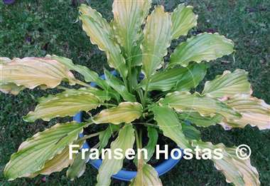 Hosta Kempen Banana Peel