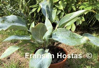 Hosta Kempen Magenta Blue