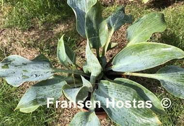 Hosta Kempen Magenta Blue