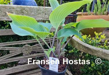 Hosta Kempen Magenta Blue