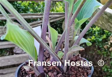 Hosta Kempen Magenta Blue
