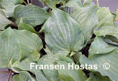 Hosta Kempen Metallica