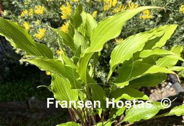 Hosta Kempen Red Twist