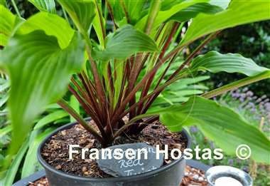 Hosta Kempen Red Twist