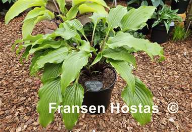Hosta Kempen Red Twist