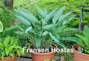 Hosta Kempen Sky High