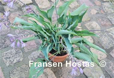 Hosta Kempen Sky High