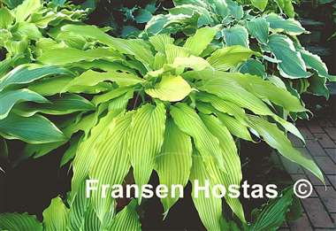 Hosta Kempen Waving Shadow
