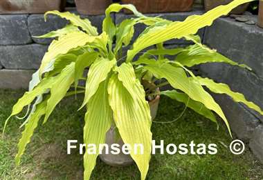 Hosta Kempen Waving Shadow