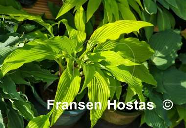 Hosta Kempen Waving Shadow