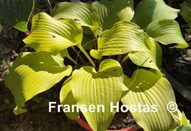 Hosta Kent Falls