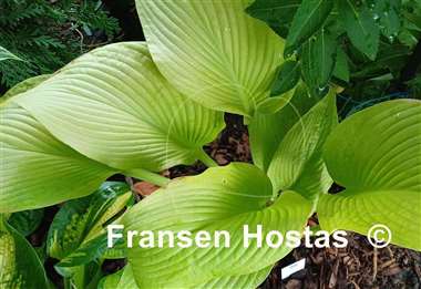 Hosta Key West