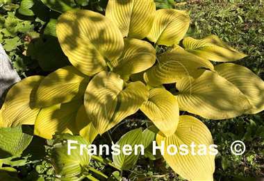 Hosta Key West