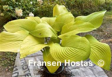 Hosta Key West