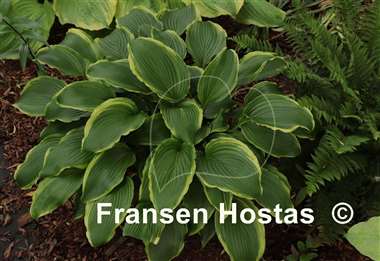 Hosta Kifukurin Hyuga