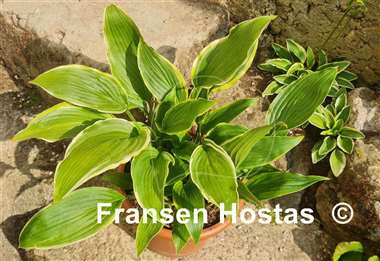 Hosta Kifukurin Hyuga