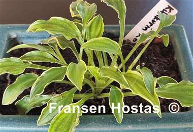 Hosta Kifukurin Ko Mame