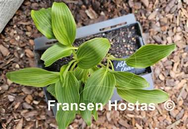 Hosta Kifukurin Ubatake