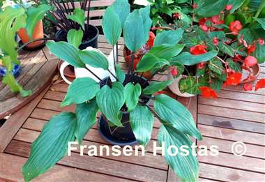 Hosta Kill Me Softly