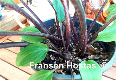 Hosta Kill Me Softly