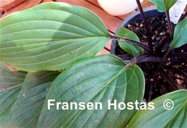 Hosta Kill Me Softly