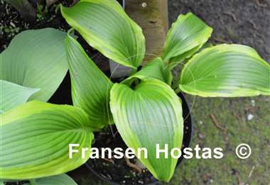 Hosta Kim She