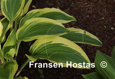 Hosta Kim She
