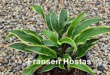 Hosta Kim She
