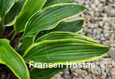 Hosta Kim She